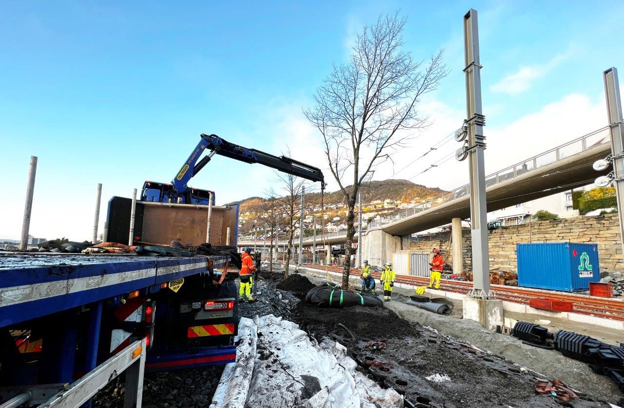 BIletet er eit arkivfoto frå februar 2022 der Anleggsgartnermeister Wikholm plantar tilbake eit stort lindetre i Fløen som tidlegare stod på Mindemyren.